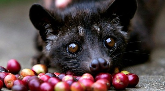 Bad sides of Luwak coffee