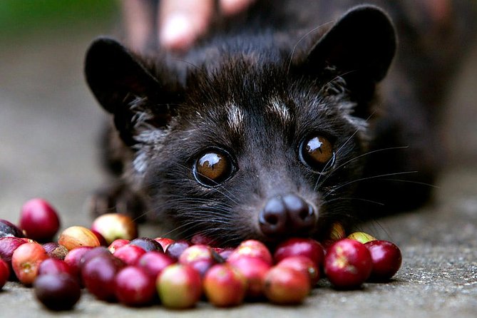 Bad sides of Luwak coffee