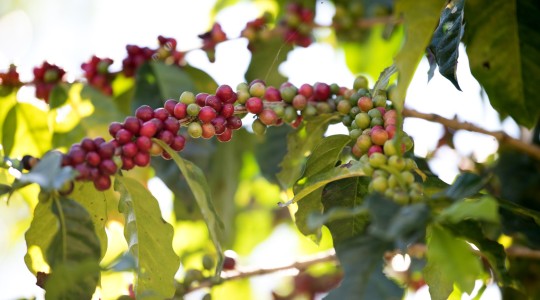 All about Asian Coffee